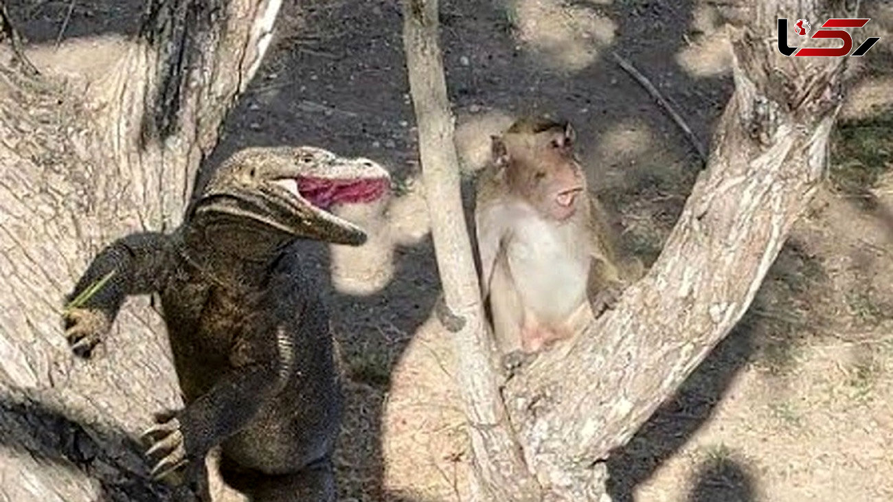 میمون بیچاره از درخت افتاد و خوراک 3 اژدهای کومودو شد  + فیلم ناباورانه