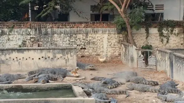  مرغی در میان دهها تمساح +فیلم

