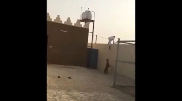 فرار حیرت انگیز مرد از دست پلنگ / دیوار راست را بالا رفت!