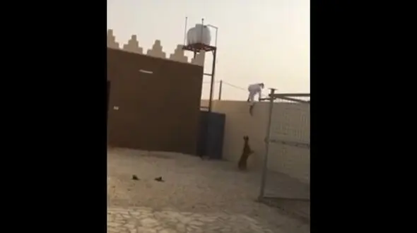 فرار حیرت انگیز مرد از دست پلنگ / دیوار راست را بالا رفت!