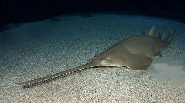 آسیب به اسب ماهی در خلیج فارس به دلیل آلودگی های نفتی / اره ماهی در حال انقراض است