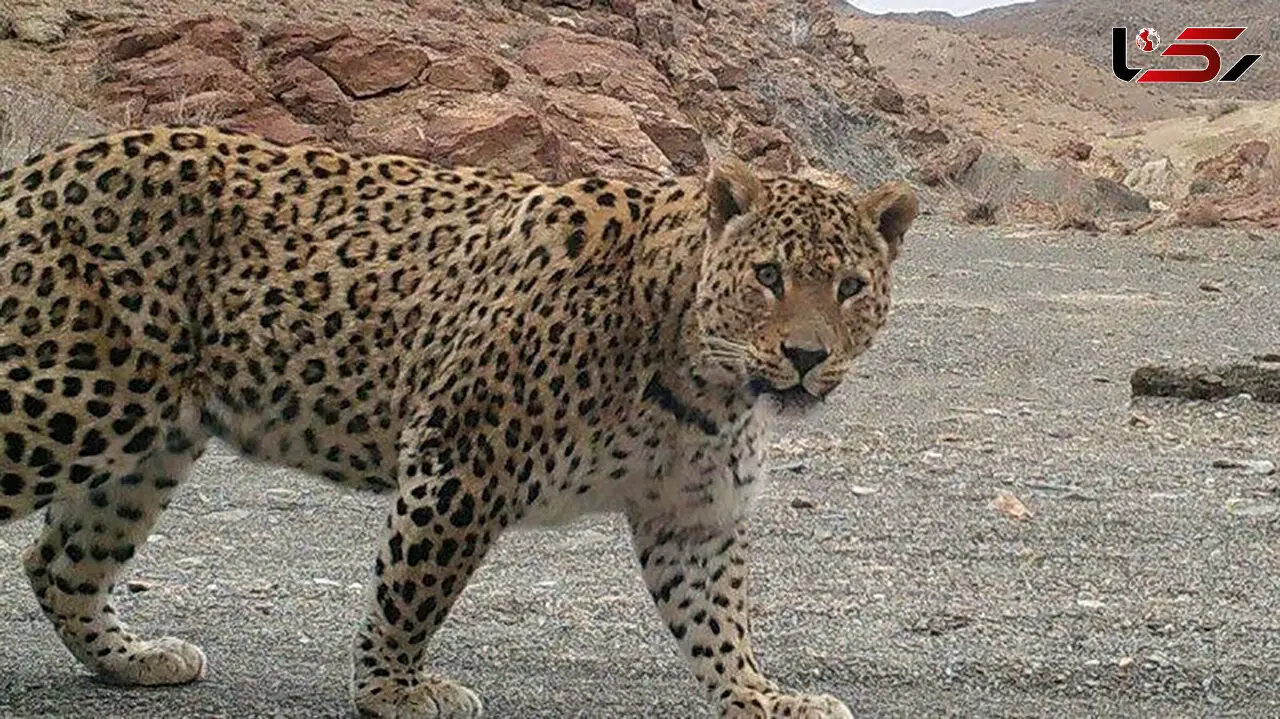 خفه کردن پلنگ با دستان خالی یک مرد + فیلم