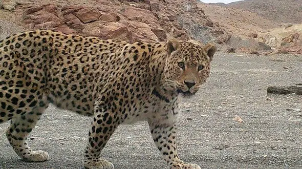 خفه کردن پلنگ با دستان خالی یک مرد + فیلم