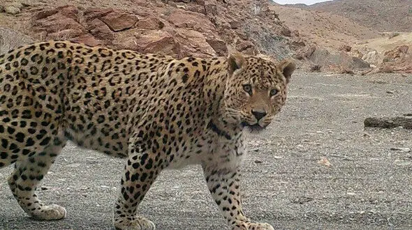 خفه کردن پلنگ با دستان خالی یک مرد + فیلم