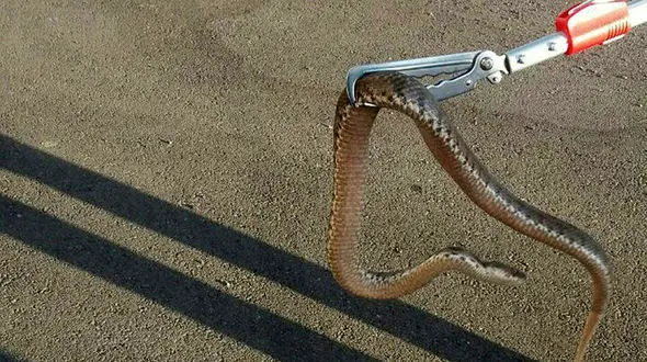 وحشت مرد تبریزی از دیدن یک موجود در موتور خودرویش+ عکس