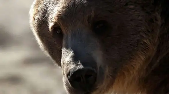 حمله خونین خرس وحشی به مرد گرگانی!