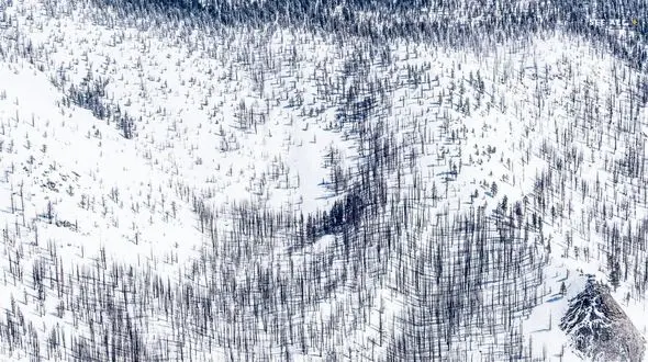 تصویری دیدنی از درختان سوخته در پارک ملی امریکا