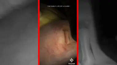 فیلم صحنه‌های نادر از جنین کوسه پلنگی