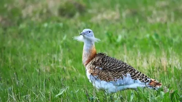 بافت فرش ابریشم «میش مرغ» با بودجه IUCN در ایران/ این فرش به نفع «میش مرغ» به فروش خواهد رسید