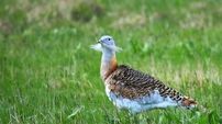 بافت فرش ابریشم «میش مرغ» با بودجه IUCN در ایران/ این فرش به نفع «میش مرغ» به فروش خواهد رسید