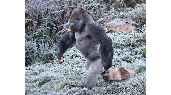 ژست تماشایی گوریل در حال قدم زدن و ذرت خوردن