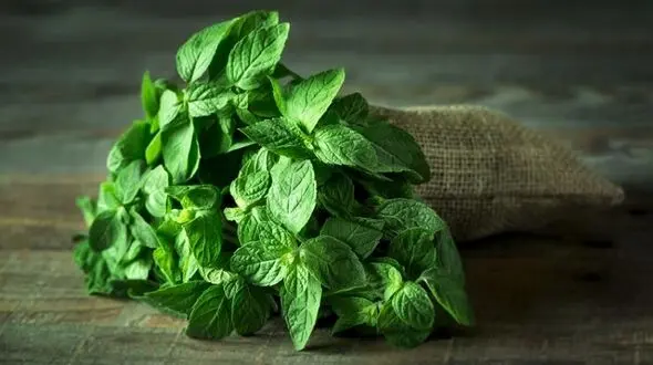 سبزی مقاوم کننده بدن!