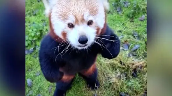 فیلم شادی حیوانات باغ وحش برلین برای خوراکی کریسمس