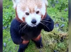 فیلم شادی حیوانات باغ وحش برلین برای خوراکی کریسمس