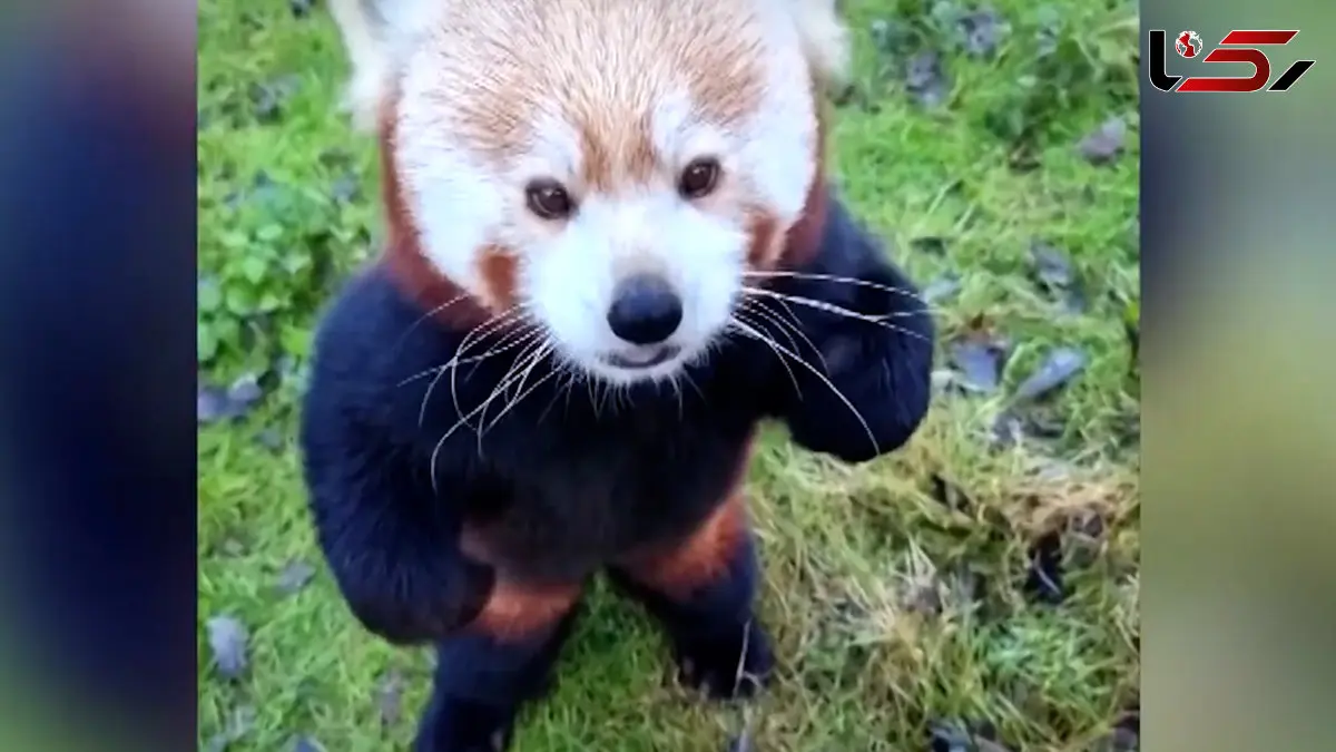 فیلم شادی حیوانات باغ وحش برلین برای خوراکی کریسمس