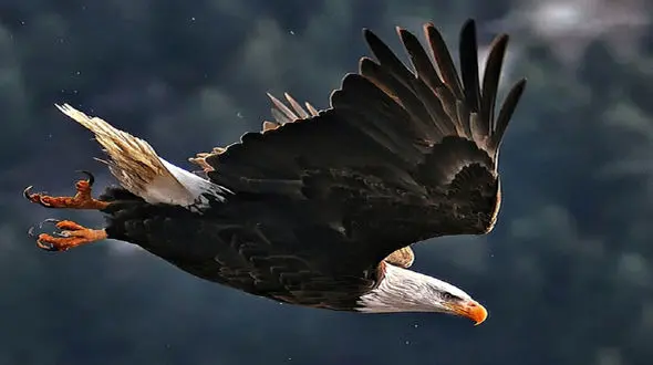 حرکات نمایشی عقاب + فیلم