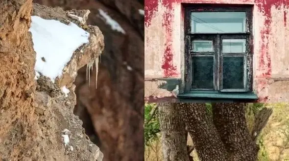 تست ذهن/ حیوانات مخفی را در تصاویر می بینید؟