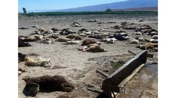 پشت پرده فیلم جنجالی مرگ مرموز گوسفندان / علت چه بود! + فیلم