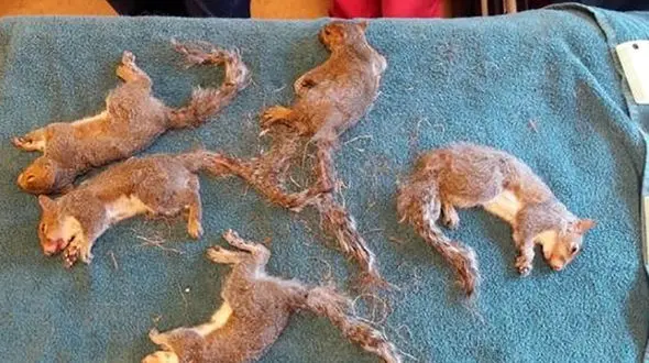 نجات سنجاب های به هم چسبیده + عکس 