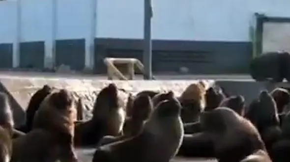 پرسه شیر‌های دریایی در خیابان‌های آرژانتین + فیلم