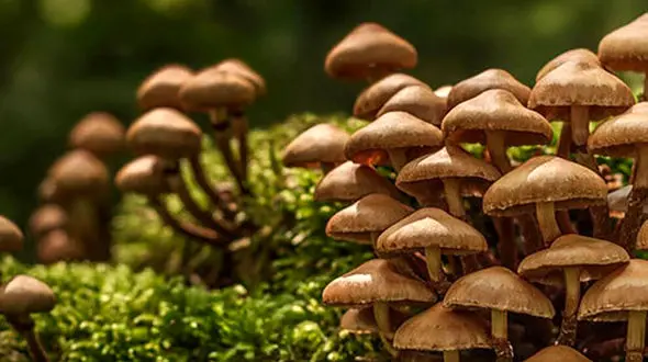 23 کرمانشاهی با قارچ خوردن در یک قدمی مرگ قرار گرفتند