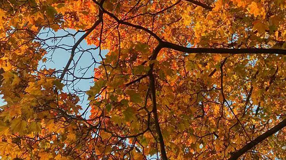 فال و طالع امروز 29 بهمن 