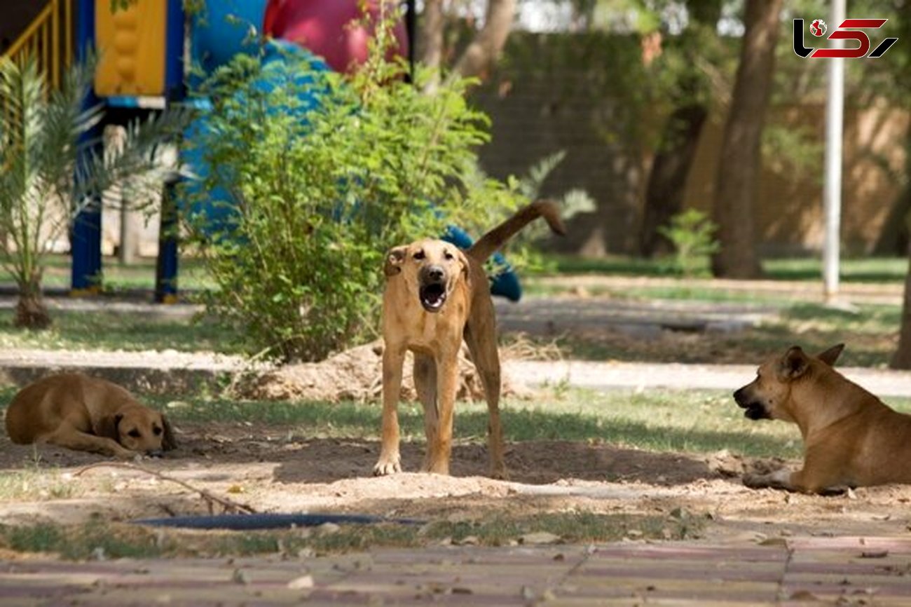 کنترل جمعیت سگ‌های ولگرد در قم نیازمند حمایت قضایی است/مدیریت شهری بارها برای ساماندهی سگ‌های ولگرد مورد هجمه قرار گرفته است