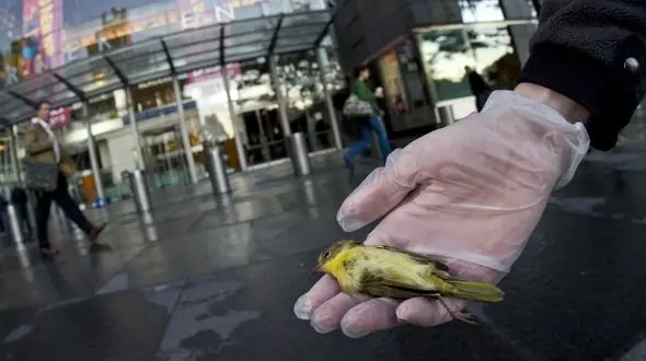 بی توجهی قانون شهرسازی ایران به زیست پرندگان / برخورد با ساختمان ها و مرگ