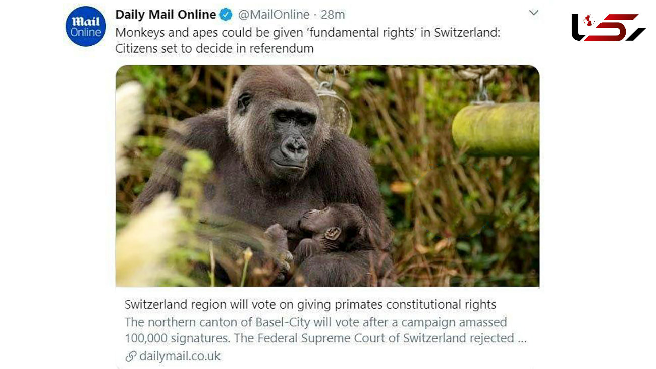 تصویب قانون اساسی برای میمون‌های سوئیسی