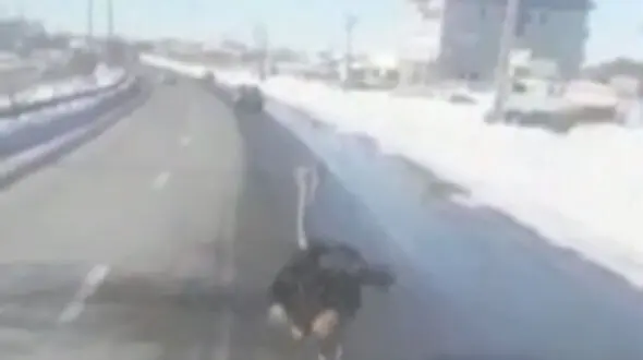 فیلم دیدنی از شترمرغ های سرگردان در جاده تبریز
