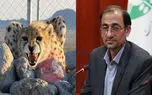 شکست ایران در بقای نسل یوز ایرانی در 21 سال / اکبری: بودجه امسال یوز ایرانی حداکثر 6 میلیارد تومان است! 