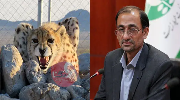 شکست ایران در بقای نسل یوز ایرانی در 21 سال / اکبری: بودجه امسال یوز ایرانی حداکثر 6 میلیارد تومان است! 