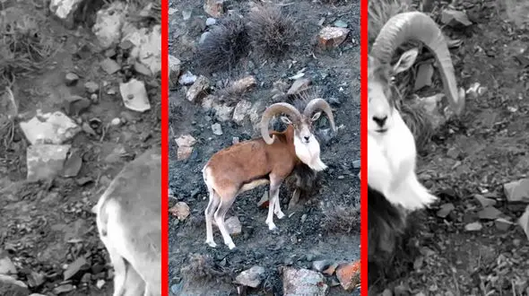 فیلم قوچ اوریال پارک گلستان نماد طبیعت بکر