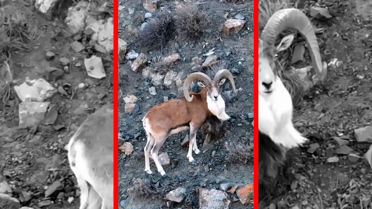 فیلم قوچ اوریال پارک گلستان نماد طبیعت بکر