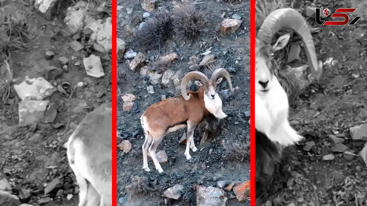 فیلم قوچ اوریال پارک گلستان نماد طبیعت بکر