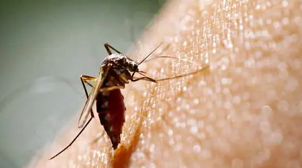 چرا بعضی ها بیشتر مورد توجه پشه‌ها هستند؟