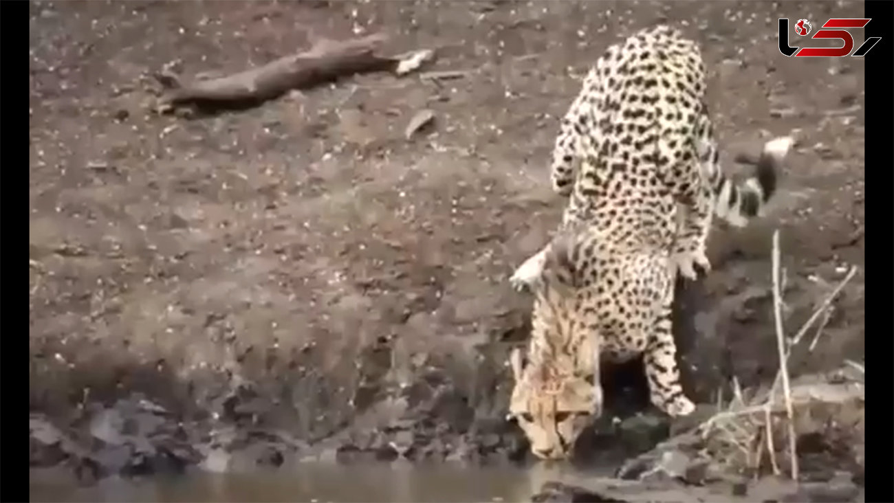 ببینید / لحظه ترسناک شکار یک یوزپلنگ توسط تمساح! + فیلم