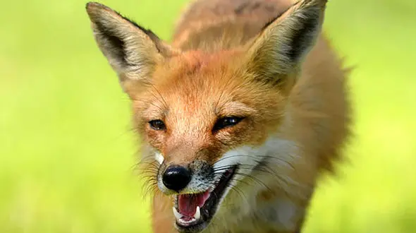 نجات شغال از مرگ حتمی در داخل استخر / در همدان رخ داد