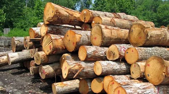 قاچاقچیان چوب در کرمانشاه به سیم آخر زدند!/ ساختمان منابع طبیعی هم مصون نماند