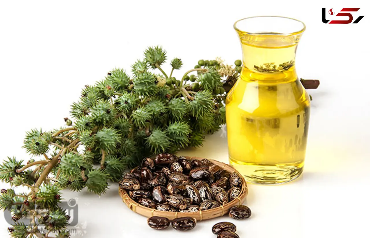 رشد مو،مژه و ابرو با این روغن بی نظیر