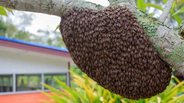 ببینید / حمله زنبورها به مردی که در حال تخریب لانه شان بود + فیلم 