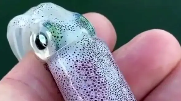 تغییر رنگ شگفت انگیز پوست یک ماهی + فیلم