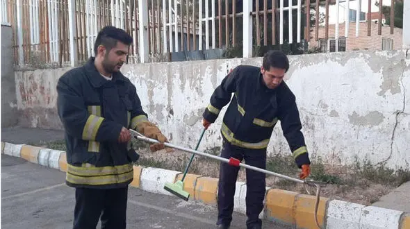 زنده گیری یک حلقه مار در تبریز