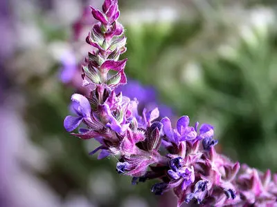 خواص دارویی مریم گلی + پاسخ به 13 سؤال پرتکرار کاربران