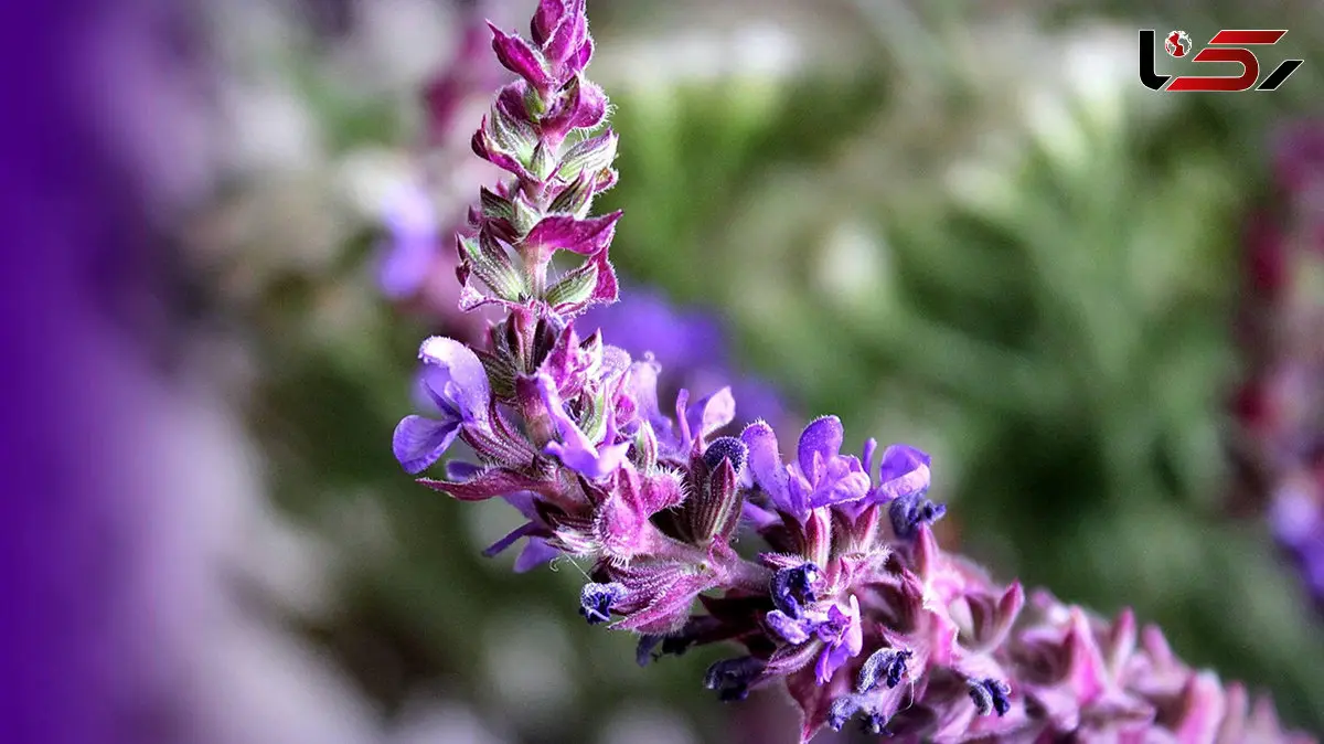 خواص دارویی مریم گلی + پاسخ به 13 سؤال پرتکرار کاربران