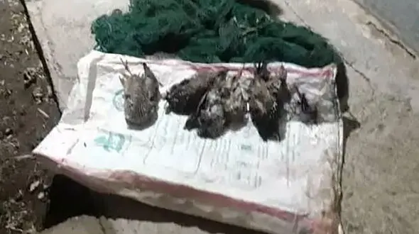 کشتار شبانه پرنده ها با سنگ و چوب در شوش + عکس 