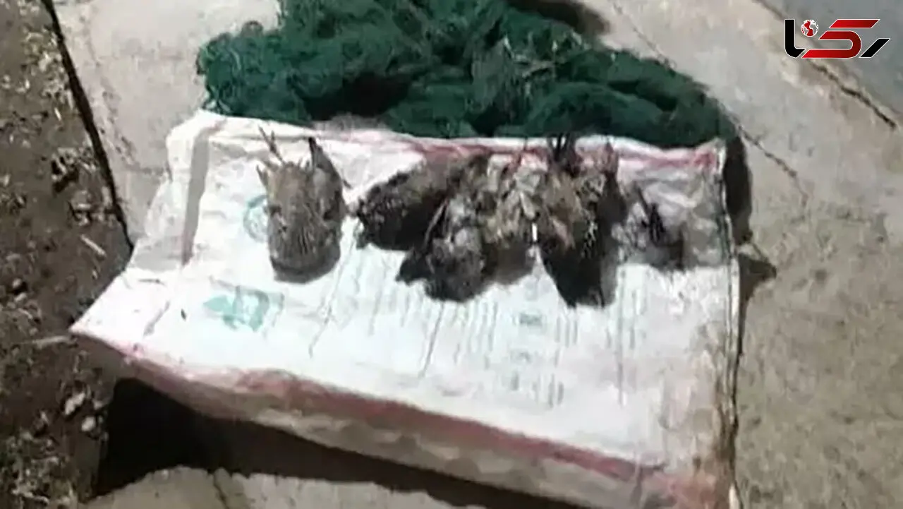 کشتار شبانه پرنده ها با سنگ و چوب در شوش + عکس 