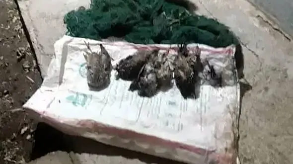 کشتار شبانه پرنده ها با سنگ و چوب در شوش + عکس 