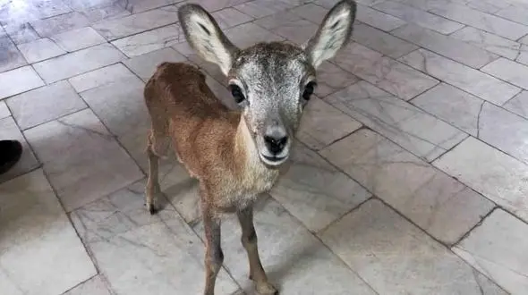 کشف بره وحشی زنده گیری شده در زرند + عکس