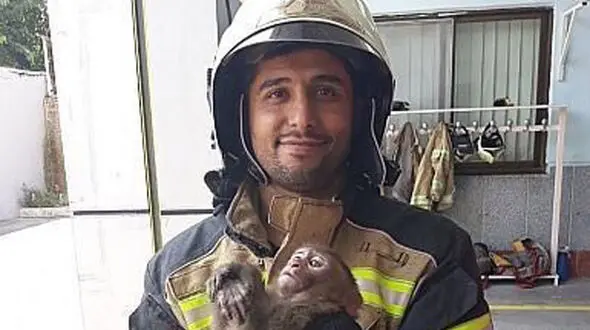 این میمون  تهران را به هم ریخت! + عکس 